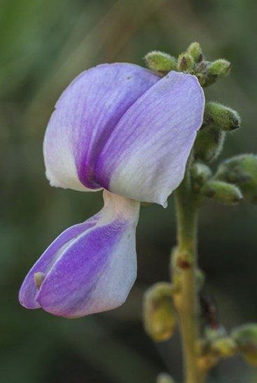 kudzuflor e1750652767372