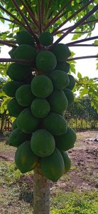 WhatsApp Image 2025 06 30 at 5.34.43 PM 1