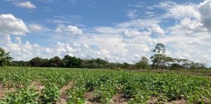 imagen campo canavalia