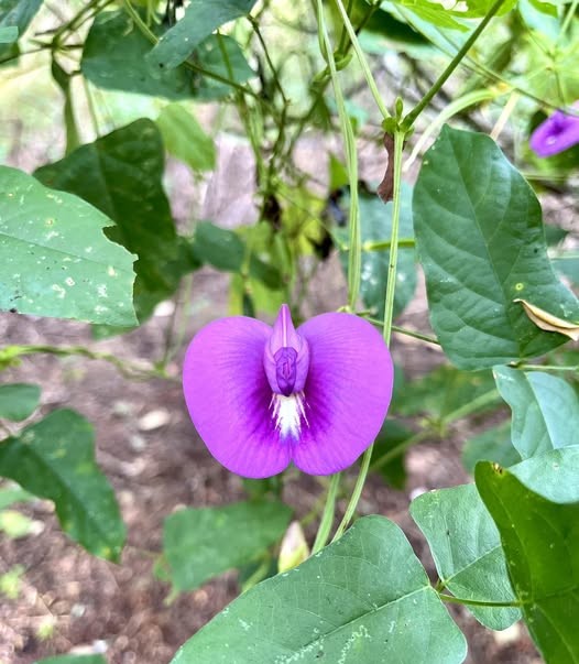 CENTROSEMA MACROCARPUM 1